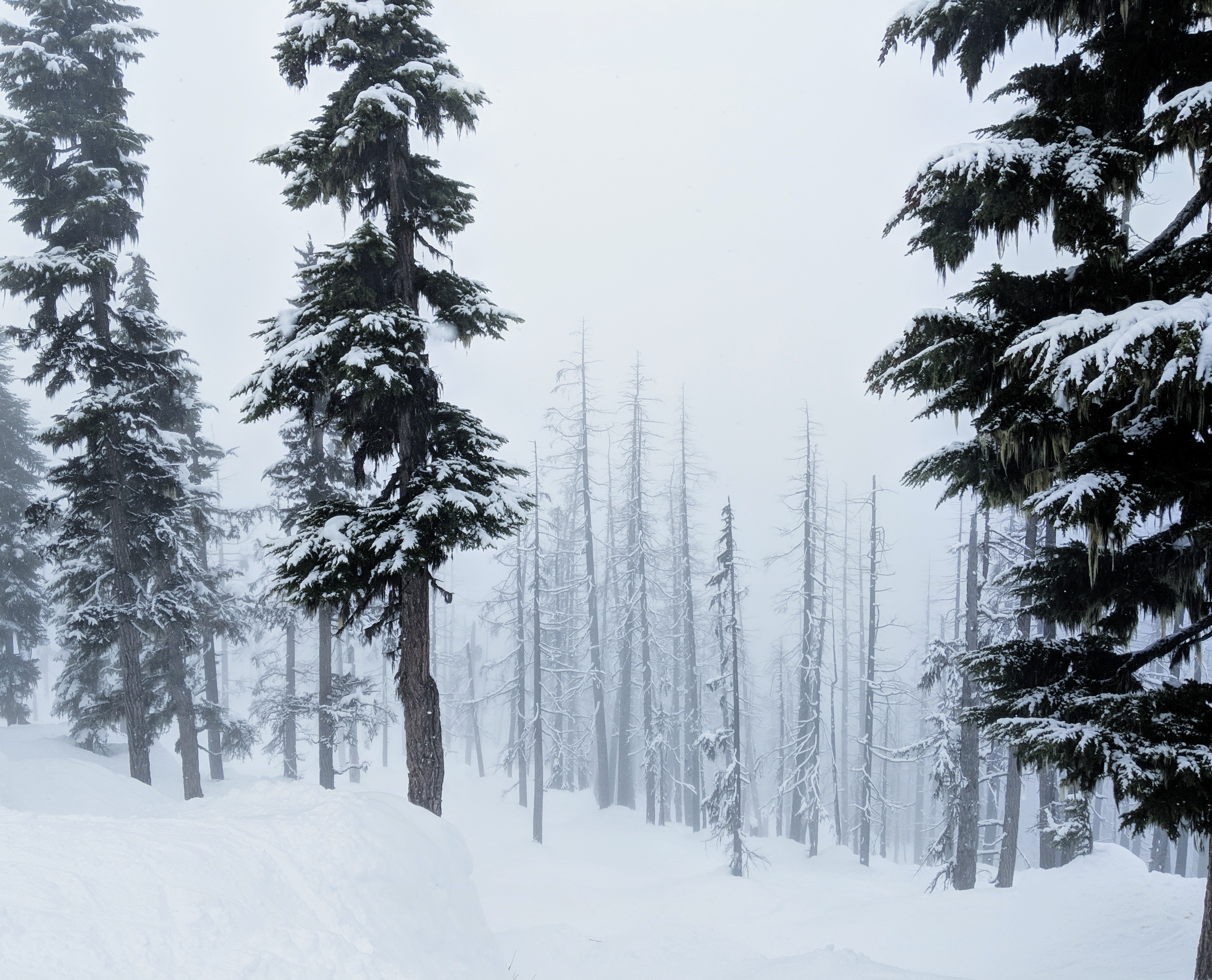 whistler arthur's choice